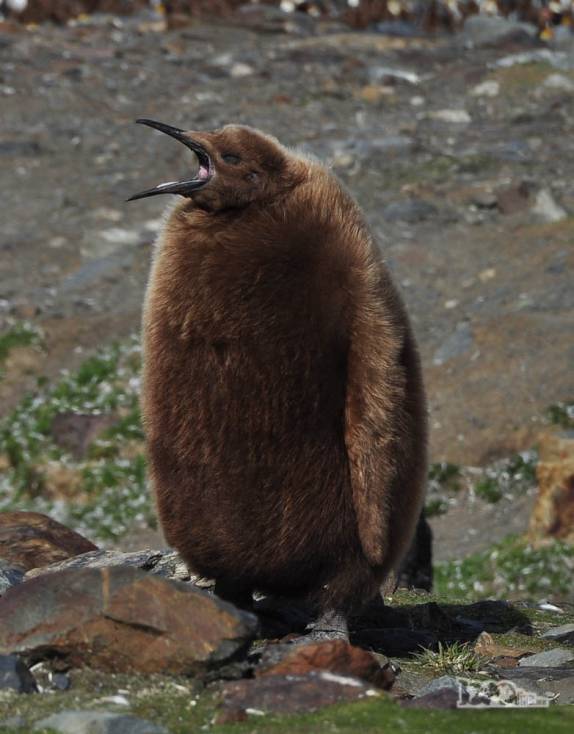 Filhote barulhento de pinguim rei em St Andrews Bay, na Geórgia do Sul